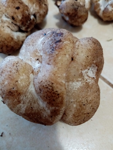 Entoloma abortivum