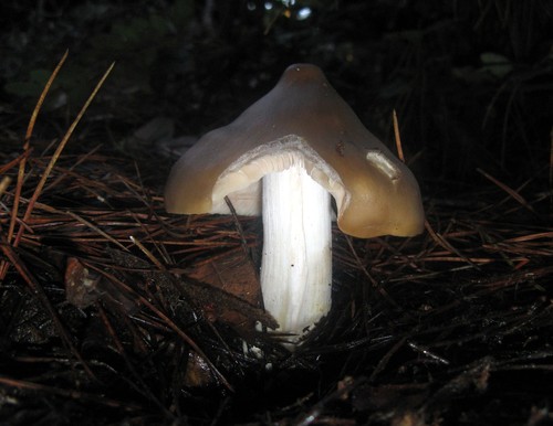 Entolomataceae