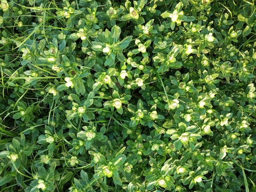 Enydra fluctuans (Buffalo spinach) — photo