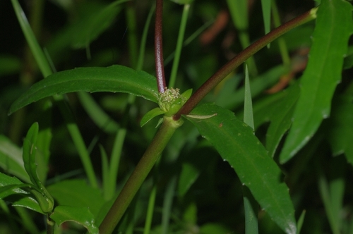 Enydra fluctuans