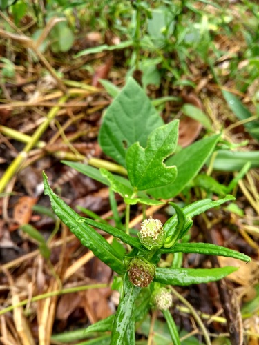 Enydra radicans