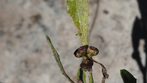Epaltes australis — photo