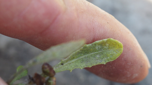 Epaltes australis — photo