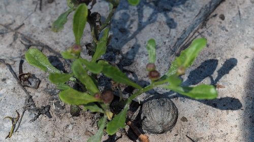 Epaltes australis