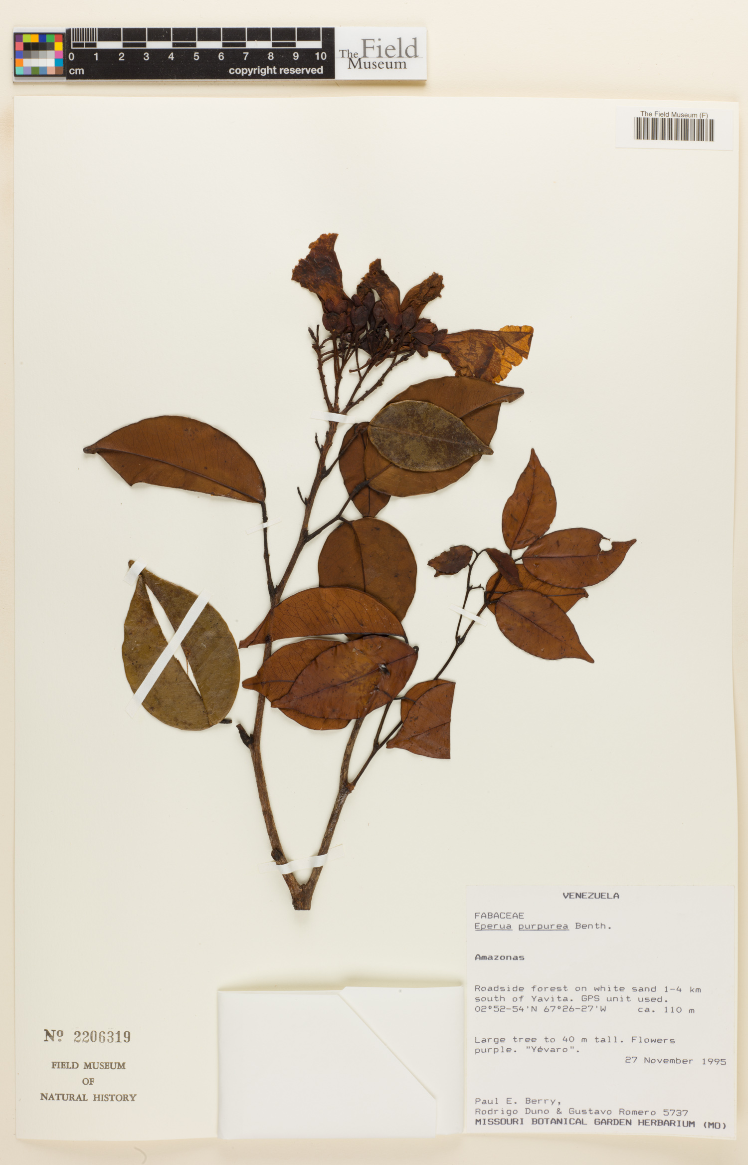 Eperua purpurea — photo