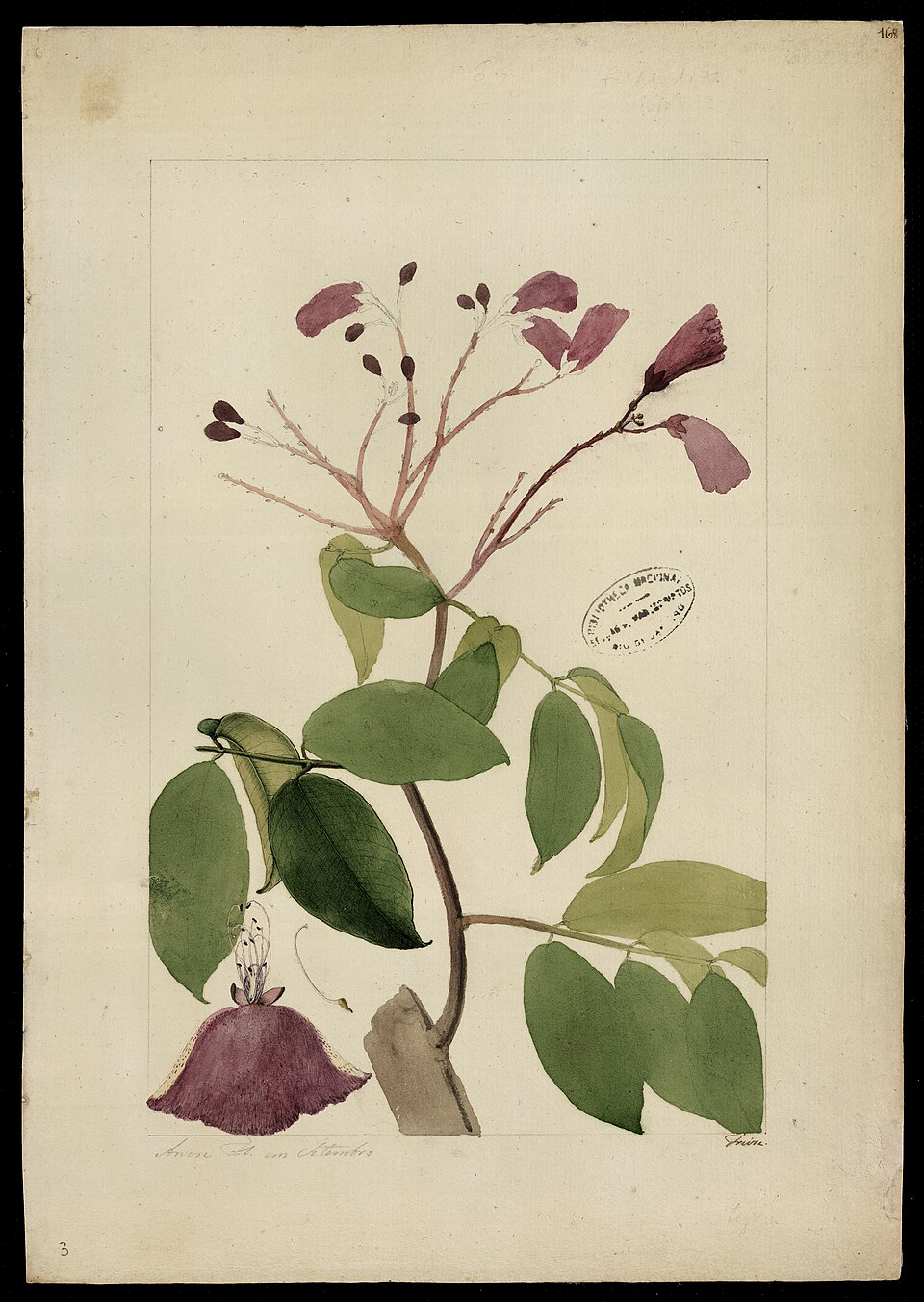 Eperua purpurea