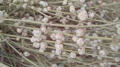 Ephedra alata — photo