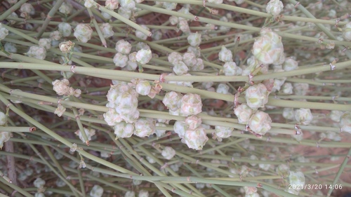 Ephedra alata — photo