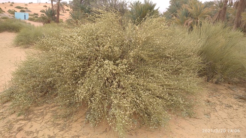 Ephedra alata