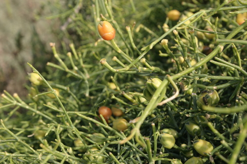 Ephedra altissima — photo