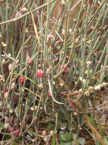 Ephedra americana (American ephedra) — photo