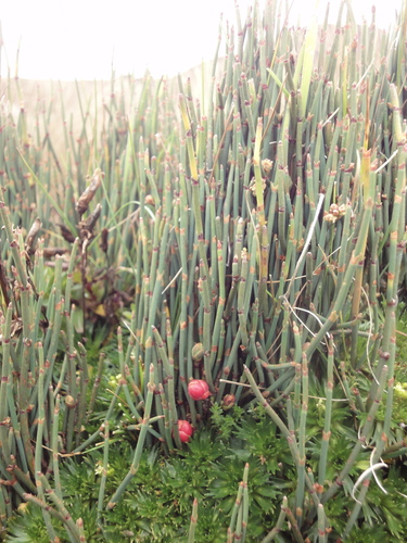 Ephedra americana (American ephedra) — photo