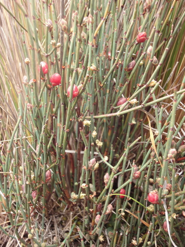 Ephedra americana