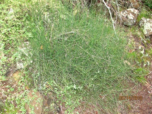 Ephedra antisyphilitica (California desert tea) — photo