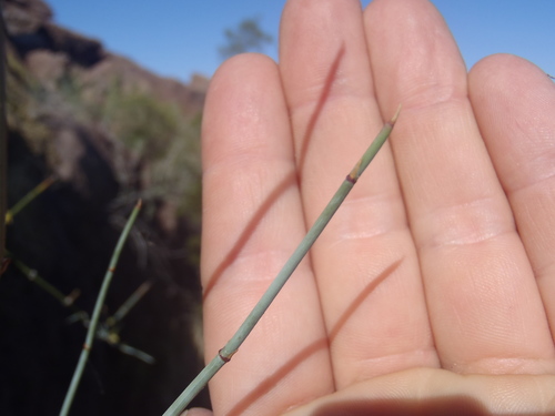 Ephedra aspera — photo