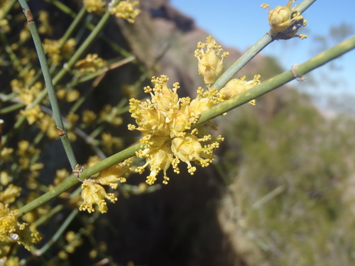 Ephedra aspera — photo