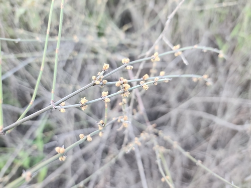 Ephedra breana (Pingo-pingo) — photo