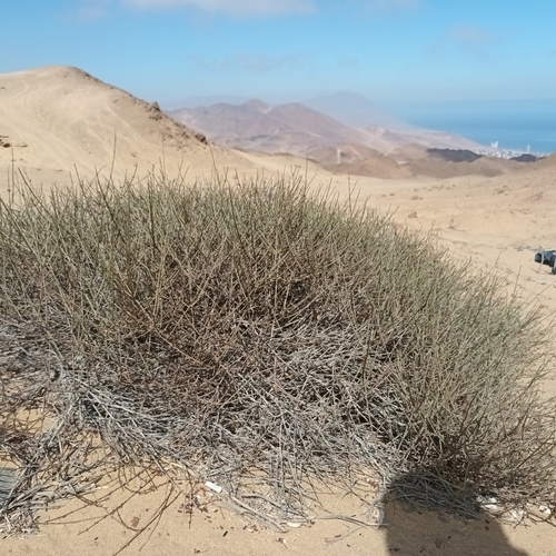 Ephedra breana (Pingo-pingo) — photo