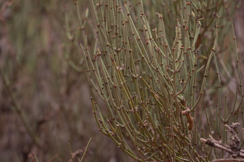 Ephedra breana