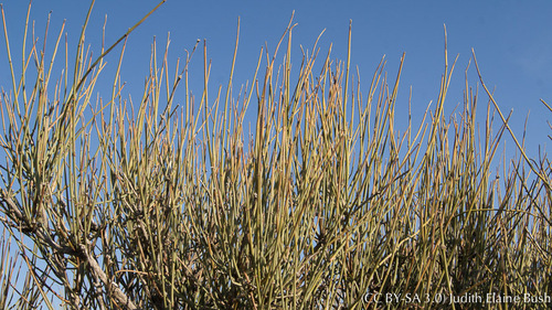Ephedra californica (California jointfir) — photo