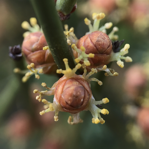 Ephedra californica (California jointfir) — photo