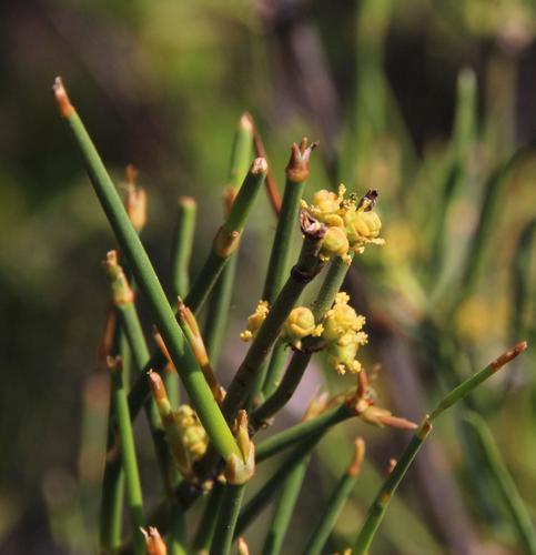 Ephedra chilensis
