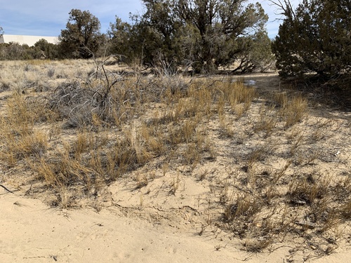 Ephedra cutleri (Desert tea) — photo