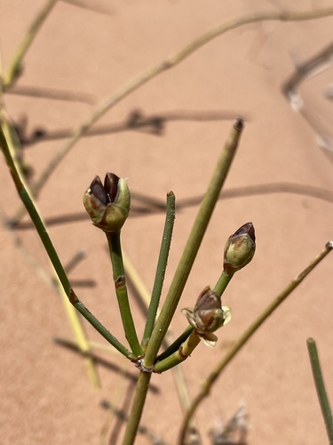 Ephedra cutleri