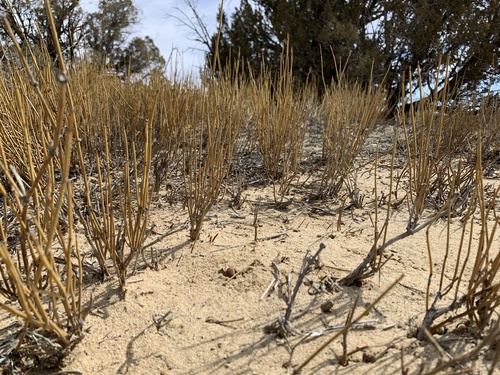 Ephedra cutleri (Desert tea) — photo