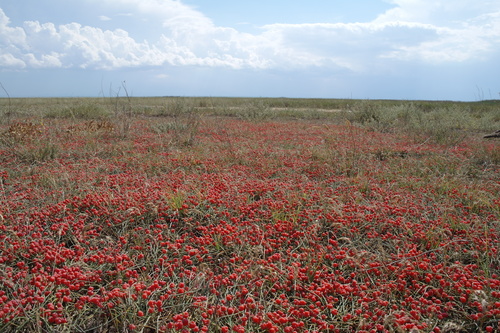 Ephedra distachya (Sea grape) — photo