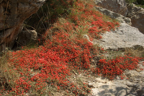 Ephedra distachya (Sea grape) — photo