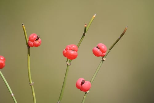 Ephedra distachya