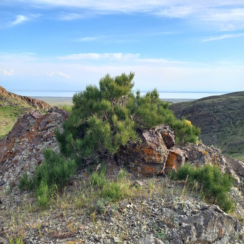 Ephedra equisetina (Muzei ma huang) — photo