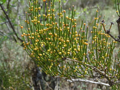 Ephedra equisetina
