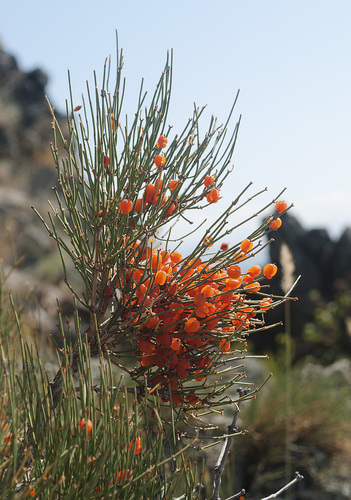 Ephedra equisetina (Muzei ma huang) — photo