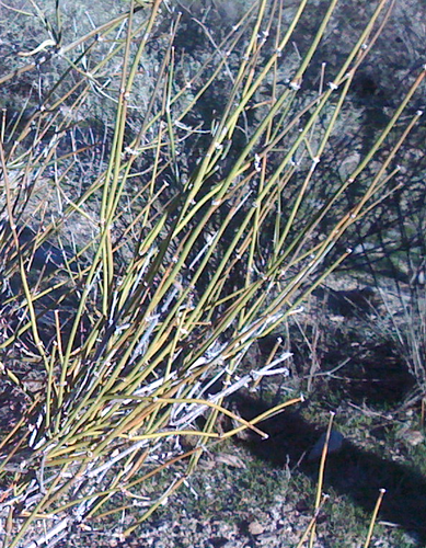 Ephedra fasciculata — photo