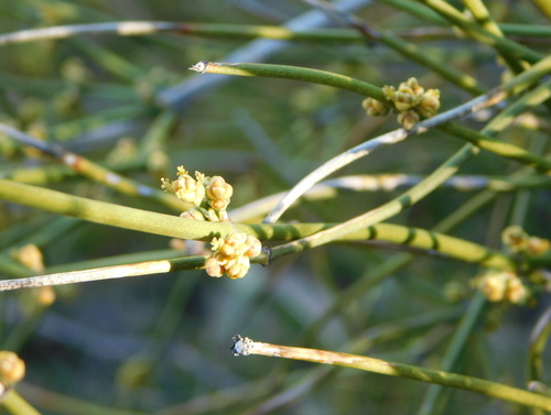 Ephedra fasciculata — photo