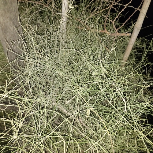 Ephedra foliata (Shrubby horsetail) — photo