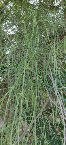 Ephedra foliata (Shrubby horsetail) — photo