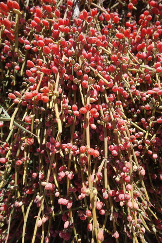 Ephedra fragilis (Joint pine) — photo