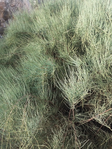 Ephedra fragilis (Joint pine) — photo