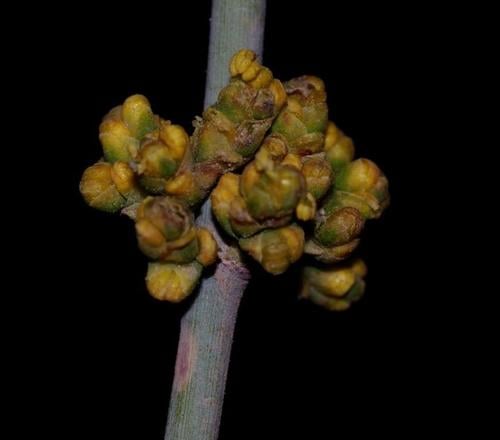 Ephedra fragilis