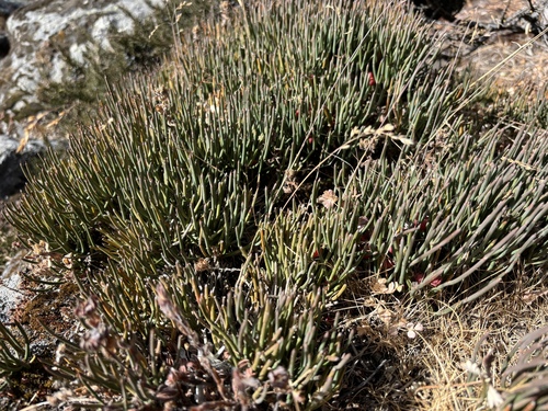Ephedra gerardiana — photo