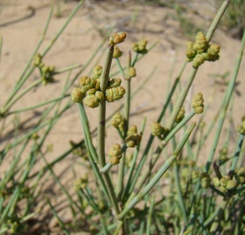 Ephedra intermedia (Intermediate ephedra) — photo