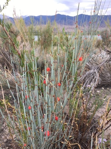 Ephedra intermedia (Intermediate ephedra) — photo