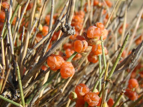 Ephedra intermedia