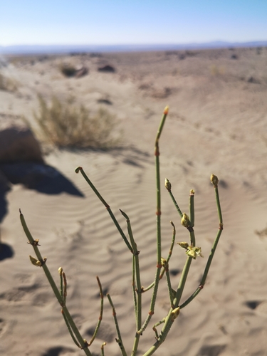 Ephedra multiflora — photo
