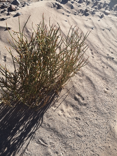 Ephedra multiflora — photo