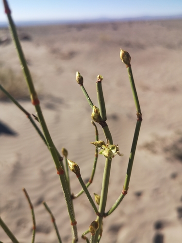 Ephedra multiflora