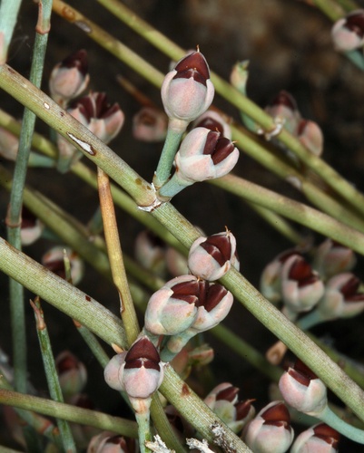 Ephedra nevadensis
